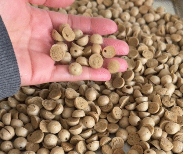 mini treats Mini Apple and Cinnamon Training Treats